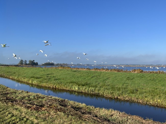 Zwanen boven Sondeler Leien © Ernst Koningsveld
