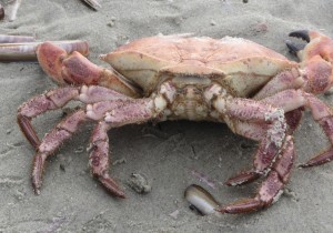 krab 2foto Jolanda Denekamp.JPG
