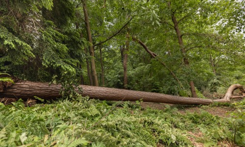 Stormschade-Leersum