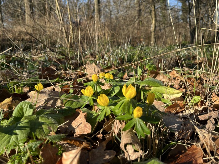 Winterakoniet in 't Heempark Leiden © Ernst Koningsveld