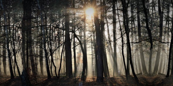 Zonneharp in het bos © Zuid-Hollands Landschap.jpg