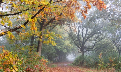 Herfstsfeer.jpg