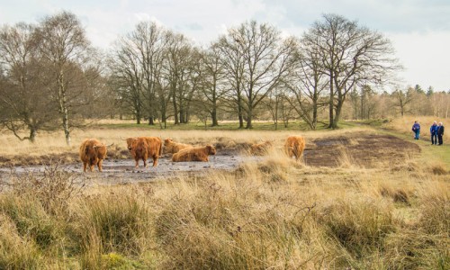 Wandelgemeente_Westerwolde.jpg