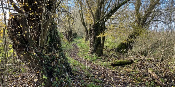 Pad met knotwilgen ter hoogte van Asperen in de Betuwe © Peter Kuipers Munneke.jpg