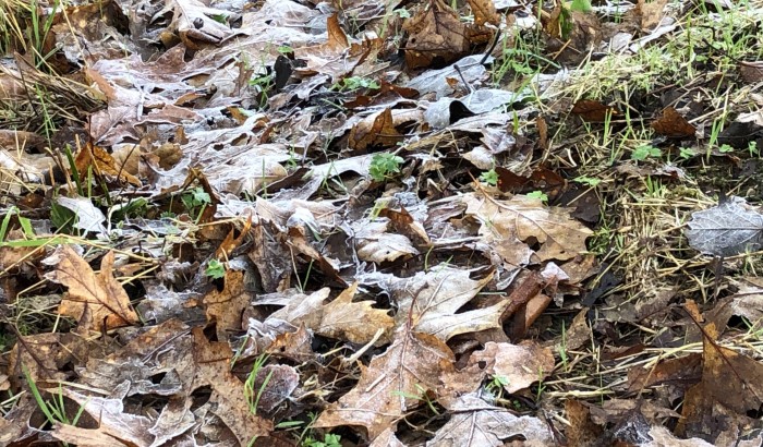 Rijp op bladeren winter bijgeknipt